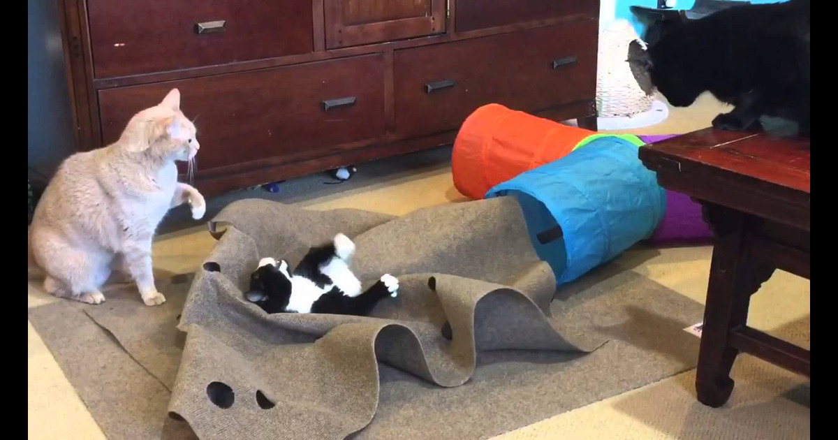 「pull the rug (out) from under someone」是什麼意思？