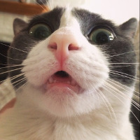 「pratfall effect」是什麼？ | Teacher Sammy's English Language Blog